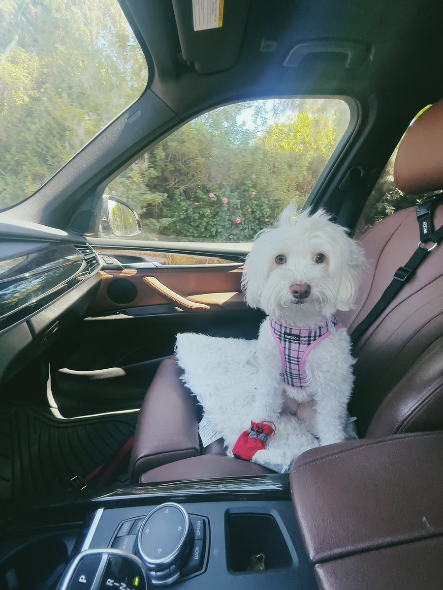 gucci_pooh's tweet image. Hi fwends! I been having pawblems exceeding my #TwitterLimits and was in TwitX detention😕 i so sorry for not replying to all my previous posts. Thank you all for the lovely messages! Ill get back to you, I pwamise! Loves you🥰😘😘 #DogsOfTwitter #ZSHQ