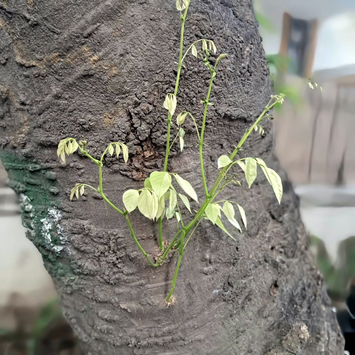 Usha Wildflower 🌱📚 🍀 tweet media