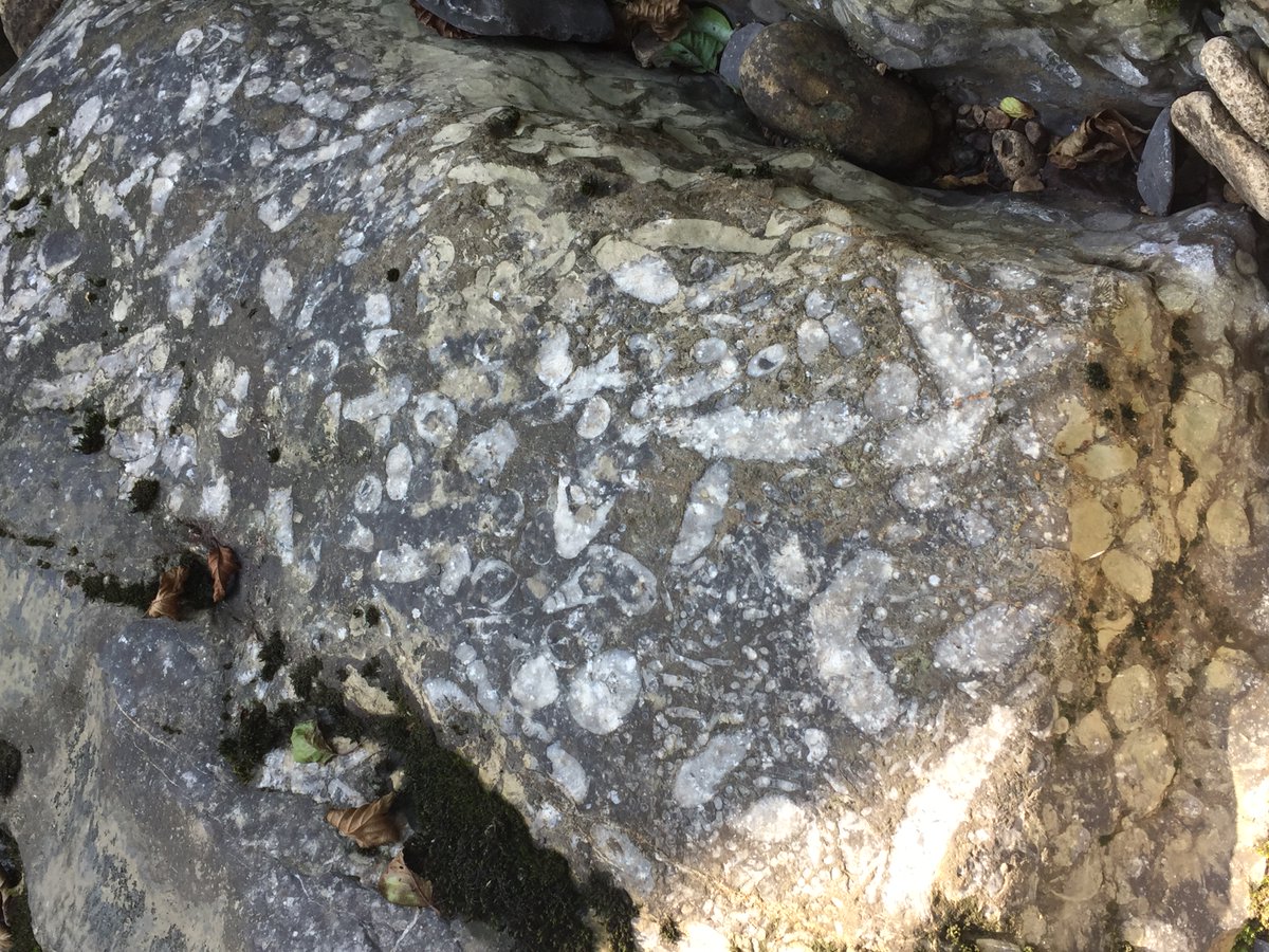 Fossils in t'hills tweet media