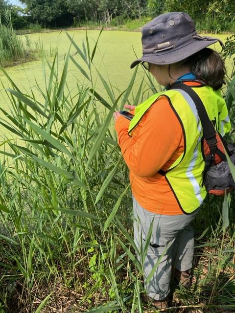 secondmarsh's tweet photo. Thank you volunteers for helping FSM staff monitor #Invasive #Phragmites units in July. Our monitoring data is submitted to PAMF - @GLPhrag.
#FriendsOfSecondMarsh #Oshawa #SecondMarsh #NaturalHeritage #CulturalHeritage #OntarioWetland #GLLAF @oshawacity @DavidPiccini https://t.co/iJxzEJ0QrV