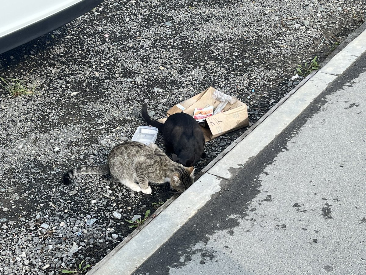 lee05lii's tweet photo. сегодня встретили котиков, они держались вместе и мяукали нам в ответ, а по пути домой начался дождь и вылезла радуга https://t.co/KBVsbXI6wr