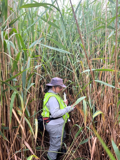 secondmarsh's tweet photo. Thank you volunteers for helping FSM staff monitor #Invasive #Phragmites units in July. Our monitoring data is submitted to PAMF - @GLPhrag.
#FriendsOfSecondMarsh #Oshawa #SecondMarsh #NaturalHeritage #CulturalHeritage #OntarioWetland #GLLAF @oshawacity @DavidPiccini https://t.co/iJxzEJ0QrV
