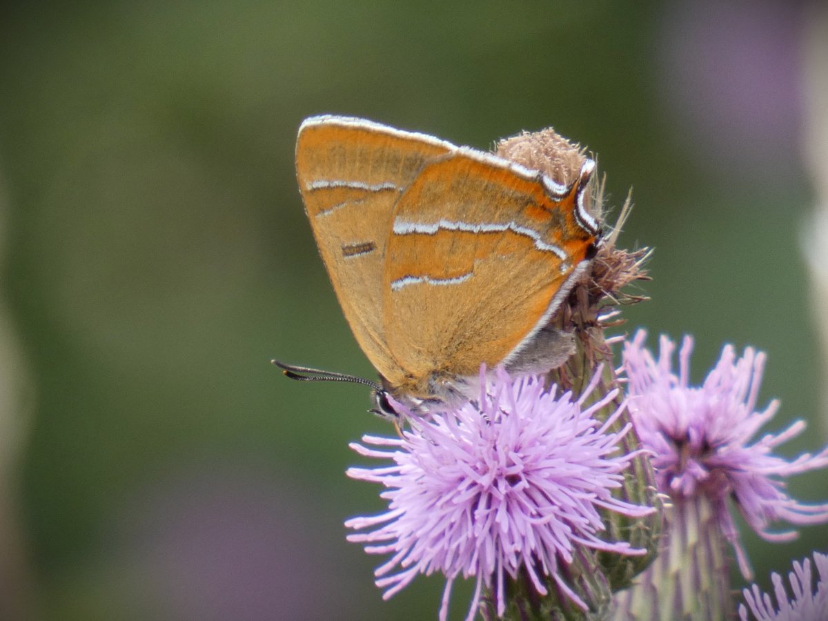 DavidWalsh22's tweet photo. Thrilled to find a close Brown Hairstreak on Creeping Thistle near Blackthorn in Bobbits Lane Meadows, Belstead Brook Park today. Purple Hairstreak in Spring Wood too (thanks @MisterJamesP8), so 26 sp butterfly on patch in '23. Also a bonus Green Sandpiper (patch #94 for year). https://t.co/6LpgBYSy21