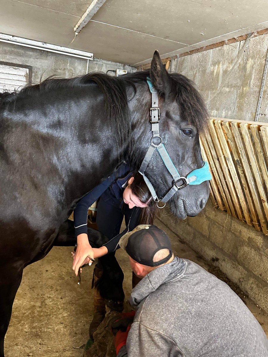 Trimming Fearghus’s chestnuts today, grateful to have an amazing farrier who is always willing to share his knowledge #leMieux #horses #horsehealth