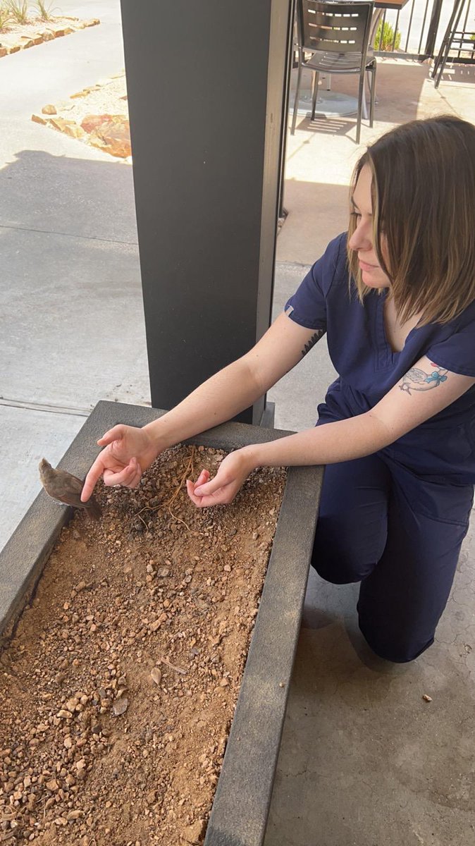 meg_bendy's tweet photo. for proof of my status as "feral disney princess" i submit these photos of me after saving a baby cardinal that got stuck inside velvet taco https://t.co/x1CJIOslBm