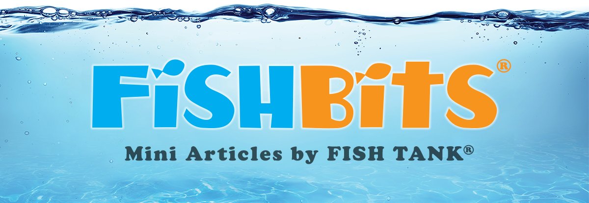 #FishBits- Have you ever wondered what was the very first work to receive a #copyright registration in the United States? Here is a hint.. this issue of FishBits covers the full story! bit.ly/3q7lHUS 🪶