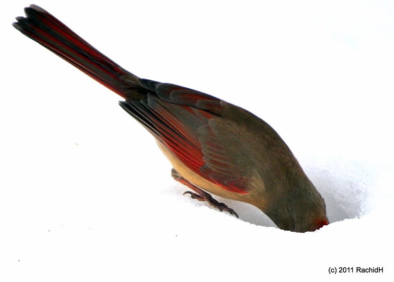 rachidH's tweet photo. #NorthernCardinal #Cardinalis #Ccardinalis #Cardinal #CardinalRouge #LerougeEtLenoir #Stendhal #Sparta #Snow #Neige #NewJersey #NJ
Rachid H shared a photo with you from the Flickr app! Check it out:
https://t.co/rkljTQTkYF https://t.co/RgUcVVn3xR