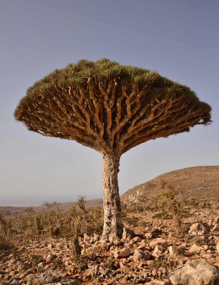 MarGomezH's tweet photo. Socotra, Yemen: La isla de Socotra es conocida por su flora y fauna únicas, muchas de las cuales no se encuentran en ningún otro lugar del mundo. Alberga el famoso árbol de sangre de dragón y otras plantas extrañas. 😯🌍 https://t.co/pMilDXgfys