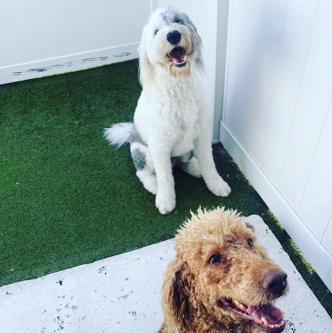muppet_real's tweet photo. Happy Friday 🩵😀💙
.
.
#TGIF #fortysevenmonthsold #Fridayvibes #threeyearsold #doggydaycare #playtime 
#smiles #oneblueeyeonebrowneye #MupptheGiantPup #handsomeboy #funtimes #Florida #ilovedogs #dogmodel #iloveyou 
#oldenglishsheepdogway 
#oldenglishsheepdogsofinstagram https://t.co/4YArUWfTbv