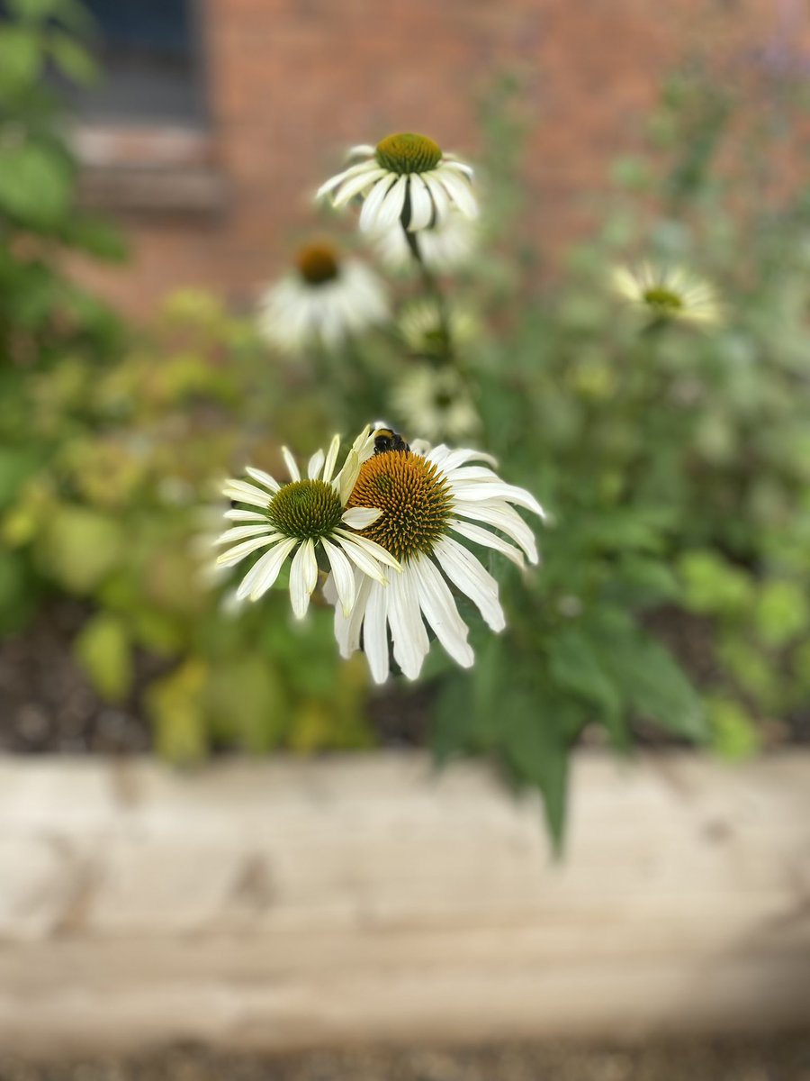 Laura Larkin tweet media