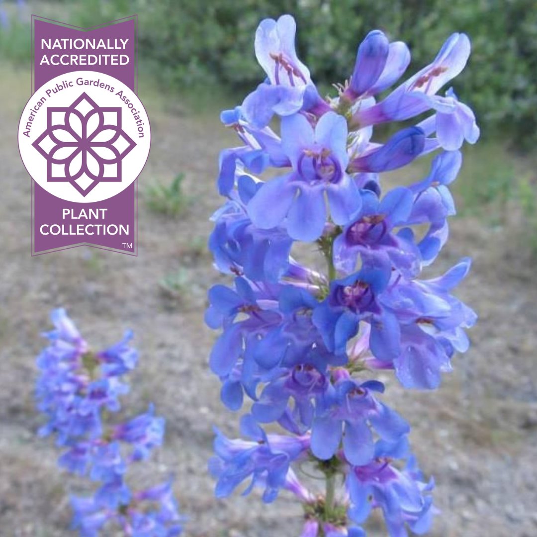 PublicGardens's tweet photo. #FridayFlora - @IdahoBotanicalG is an ideal place to grow penstemons because of its location in the high desert, where summers are long, hot & rain is minimal. Western North America is particularly rich in penstemons, with #Idaho alone being home to at least 42 species. #flora https://t.co/mXxbAJnyld