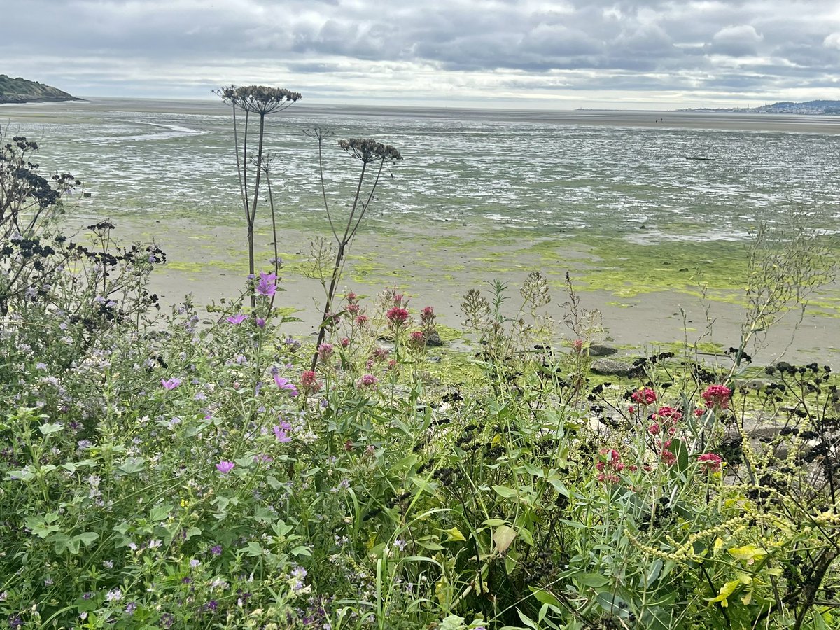 sligodub's tweet photo. Just 3km from Dublin city centre #thursdaywalk https://t.co/m6NXGXgmi4