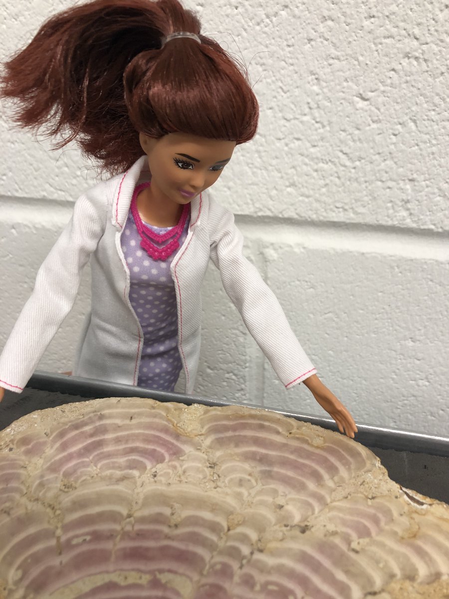 NatSciNMS's tweet photo. Solenopora jurassica was (probably) a red calcareous algae which lived in Jurassic seas.

Each band represents seasonal fluctuations in palaeoenvironment, the pink bands relating to lower salinity and higher rates of photosynthesis.

#BarbieTheMovie #Barbie #FossilFriday https://t.co/QGjXkWZcJk