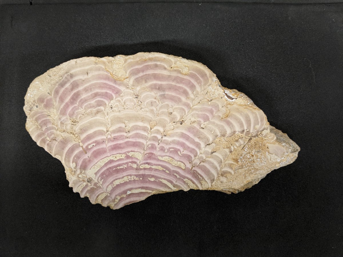 Solenopora jurassica was (probably) a red calcareous algae which lived in Jurassic seas.

Each band represents seasonal fluctuations in palaeoenvironment, the pink bands relating to lower salinity and higher rates of photosynthesis.

#BarbieTheMovie #Barbie #FossilFriday