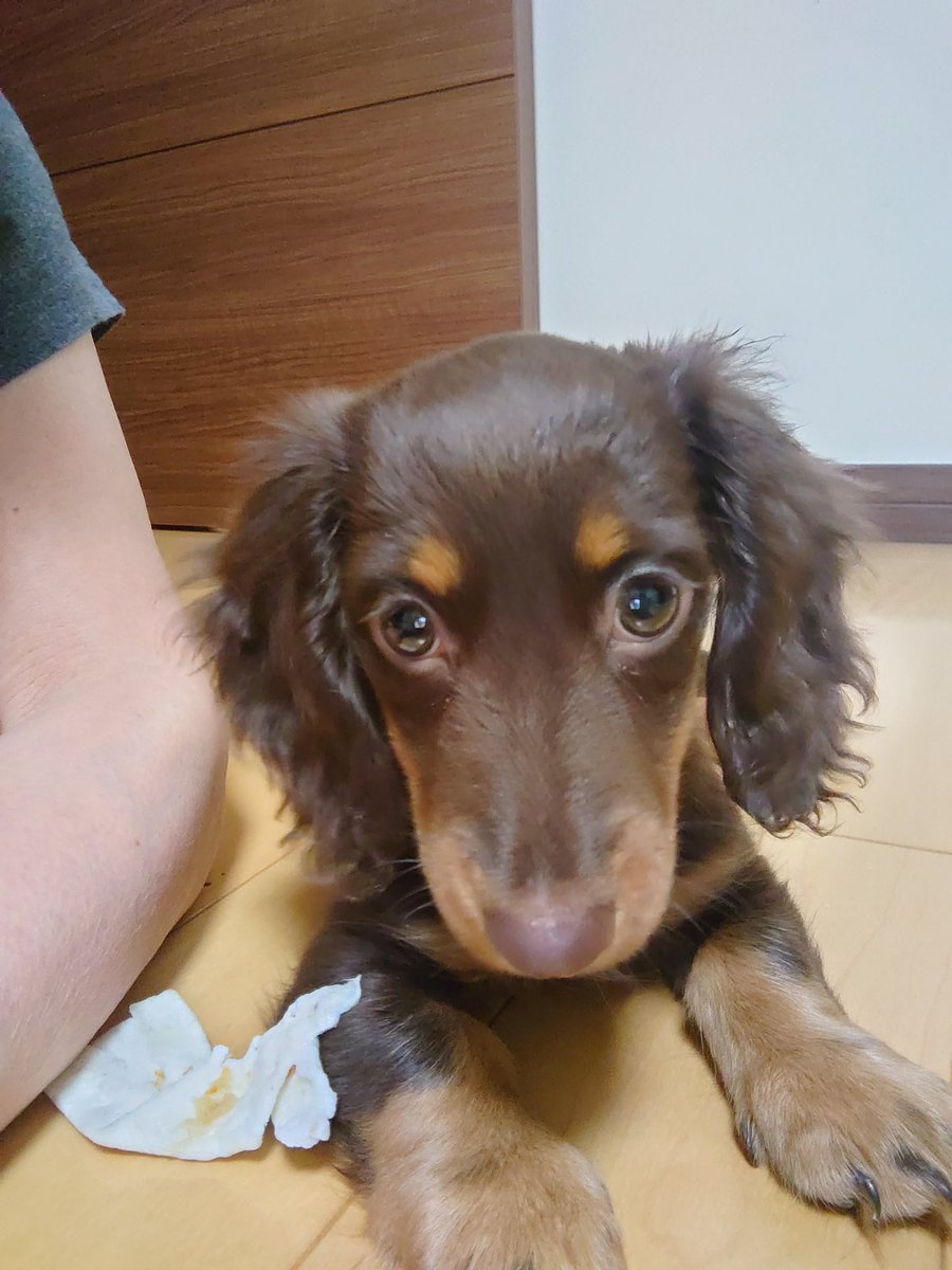 gonn2011's tweet photo. やんちゃなメイ😆生後4ヶ月です😆 https://t.co/rcoNLwkpa1