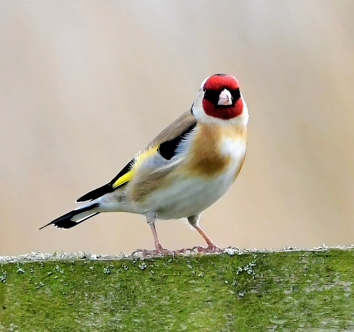 Peter Clayton tweet media