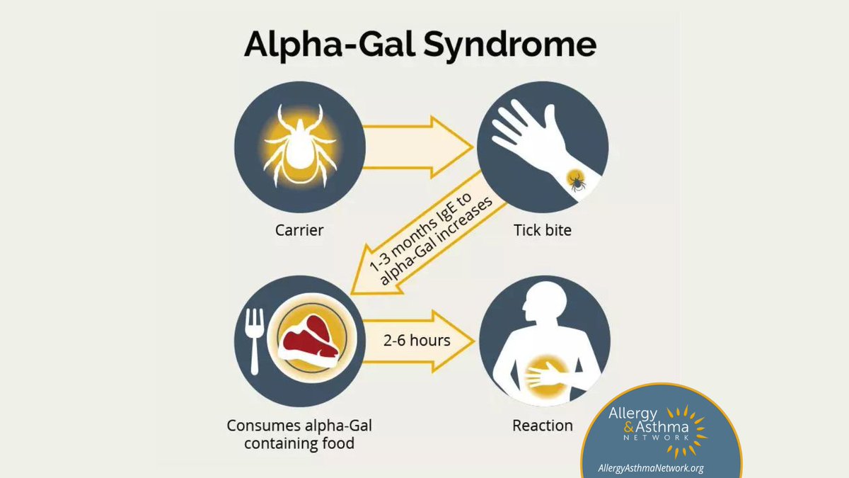 Did you know that #Alpha-Gal syndrome, more commonly known as #RedMeatAllergy, has a connection with #ticks? 🌳🥩

Learn about this interesting cycle from ticks to human disease here: allergyasthmanetwork.org/allergies/food…