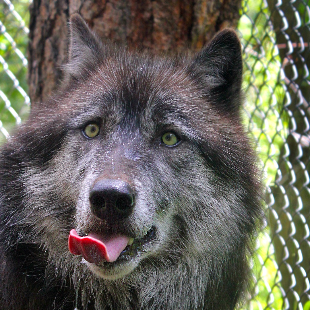 W.O.L.F. Sanctuary (@wolfsanctuaryco) on Twitter photo "Are you Kieran me right now?" It's Fun Fact Friday with Kieran! ๐ Did you know that the largest recorded wolf weighed a whopping 176.4 lbs? ๐พ However, on average, most male wolves weigh between 70-115 lbs, while females weigh between 50-95 lbs! "Are you Kieran me right now?" It's Fun Fact Friday with Kieran! ๐ Did you know that the largest recorded wolf weighed a whopping 176.4 lbs? ๐พ However, on average, most male wolves weigh between 70-115 lbs, while females weigh between 50-95 lbs!