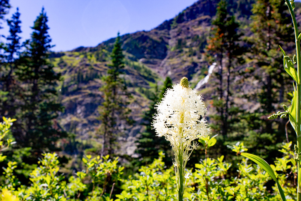 WatertonLakesNP's tweet image. We can’t do #FloraFriday without beargrass!
Despite its name, it is neither grass nor food for bears.
In Niitsipowahsin (Blackfoot language), it's called kiaayaapistsisskitsi (ghee-EYE-yuh-BIS-tsis-gits-tsee).
#PlayCleanGo to protect native species: 
ow.ly/ZaZT50Pn91H