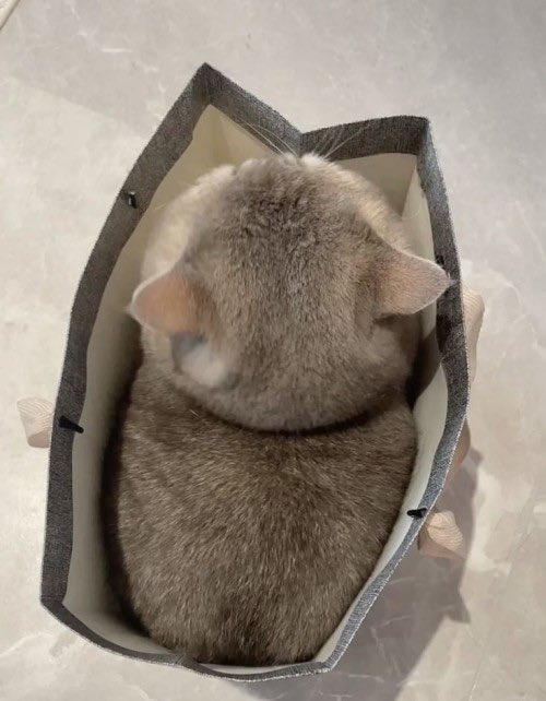 Why you should have a cat (@shouldhavecat) on Twitter photo 