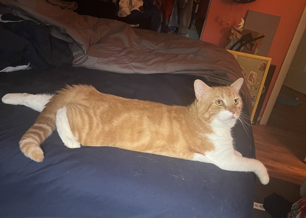 mrfishtopher's tweet photo. FLAT FRIEND FRIDAY https://t.co/rs4xg6OrIA