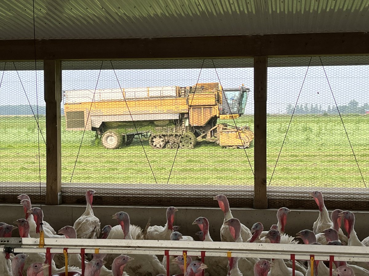 clairdoan's tweet photo. Turkey with a side of peas? #BarnViews https://t.co/QxEol56uVG