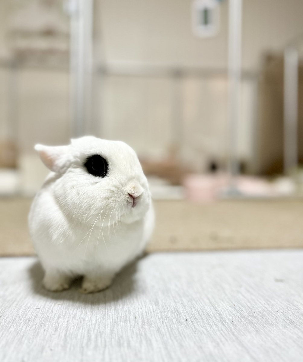 今うさぎからしか摂取出来ない ウサギイオンを浴びています。