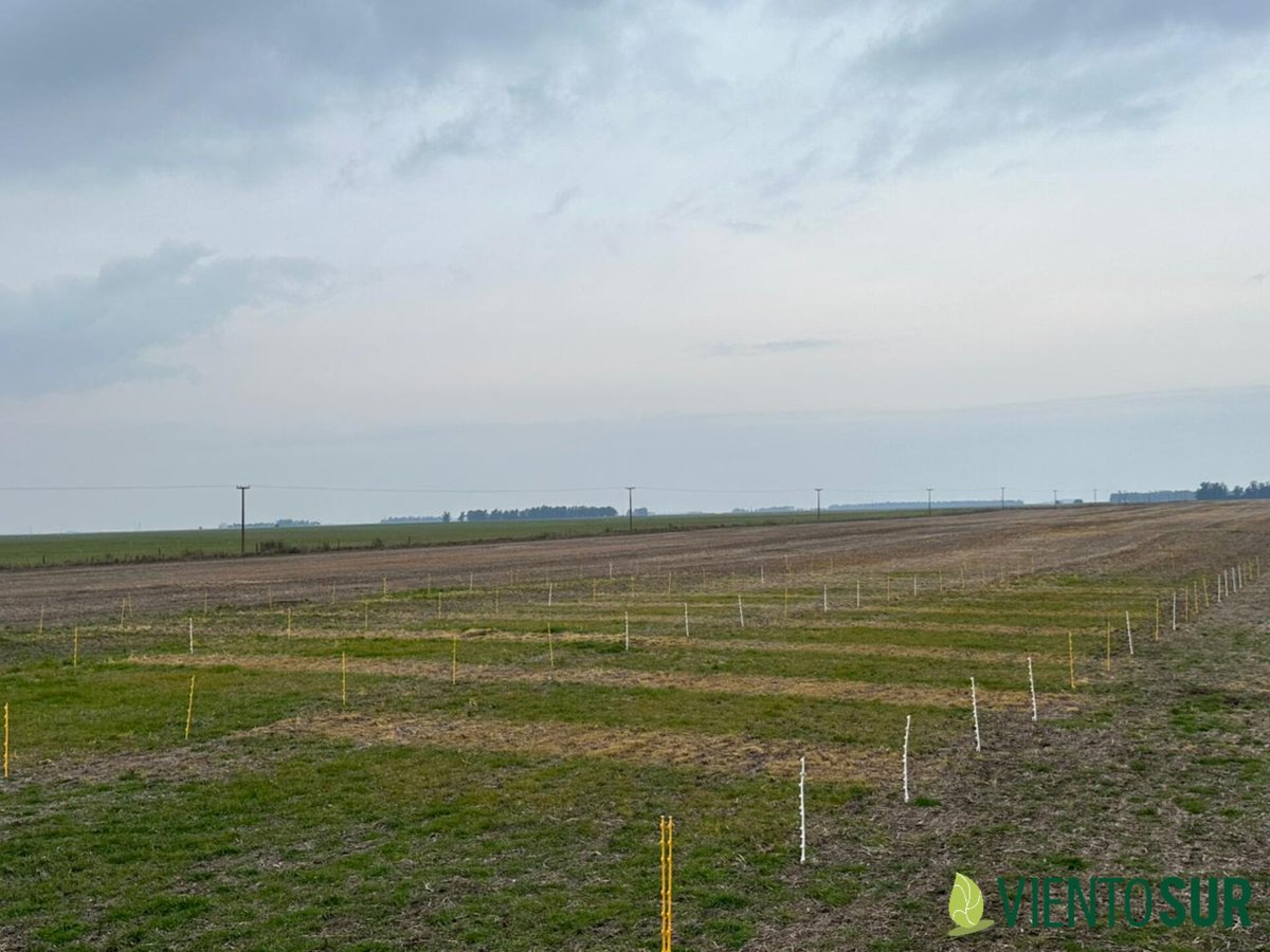 Así viene el gran golpe 2023 para control de raigrás. 
Promete buena información para sumar al ensayo 2021.
Gran trabajo de <a href="/ManuAued/">Manu Aued</a> y @JPortugal88 .
#Experimentación 🧠🧐🎯