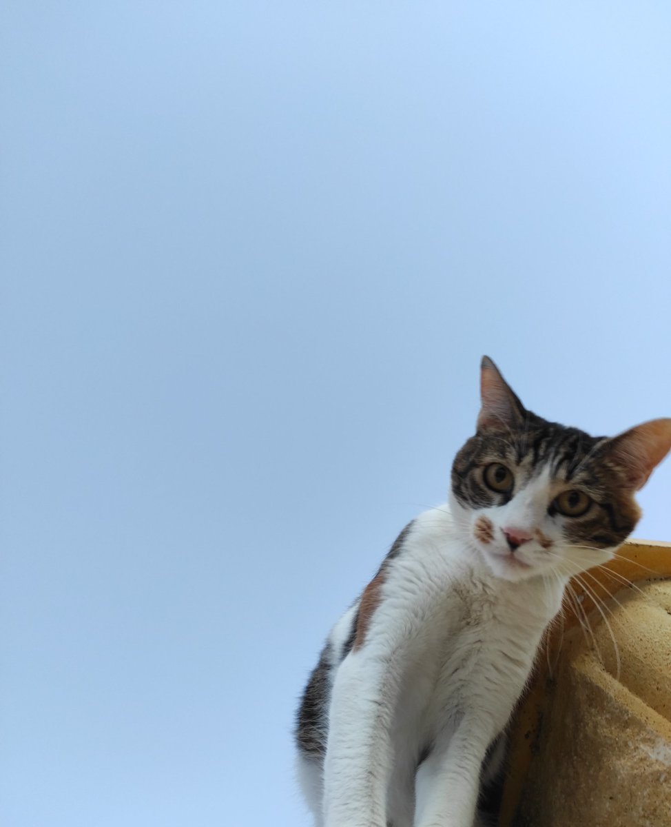 No sé si servirá de algo ponerlo por aquí, pero necesito intentarlo. Se llama Tris. No sabemos si estará herida, desorientada o si algún imbécil le habrá hecho algo