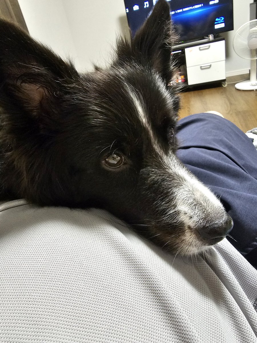 Hello_Setty's tweet photo. アイスを狙う犬
 #ボーダーコリー https://t.co/YI14Q5INHG
