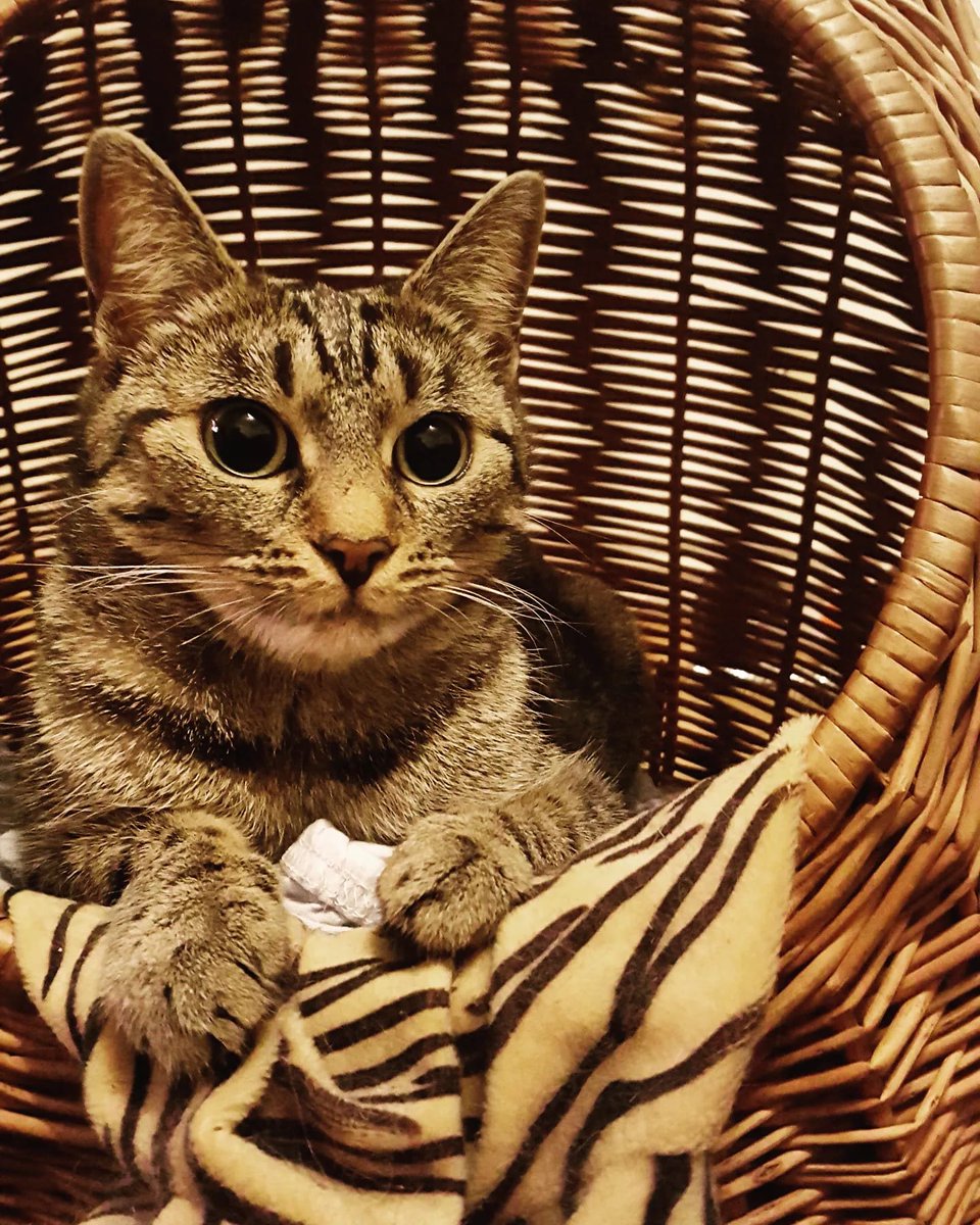 Bitte helft Nala wieder gesund zu werden!

Nala ist 10 Meter tief gestürzt und hat sich das Bein gebrochen. Die Tierarztkosten belaufen sich auf über 3.000€!

Wir möchten unbedingt das Nala wieder laufen und springen kann.

Teilen sehr erwünscht! 

❗❗❗gofund.me/509fe01c