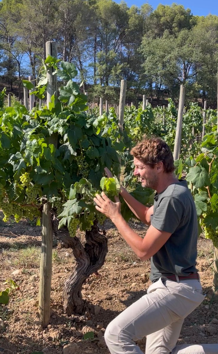 VINPepeRaventos's tweet photo. Despite the drought, the old #Xarel·los are the ones that resist best with good #vegetation and quantity of #grapes. 💪 🍇
We claim the immense potential of our #LocalVarieties and our #territory https://t.co/VARW2kNDNp