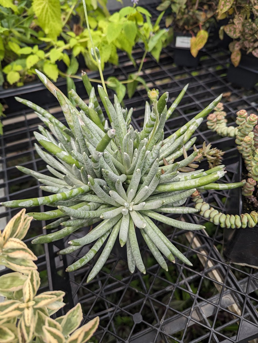 realgedmiller's tweet image. Is that a sea urchin or a green onion on steroids?
#namethatplant