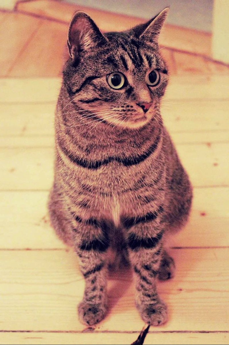 Please help Nala to get Well again!

My cat Nala fell 10 Meters from the roof and broke her leg in a terrible way.
The vet coast are more than 3.000€. 

I want to see her walk and jump and play again. So I made a crowdfunding to help her ❤️

Pls share!
gofund.me/509fe01c ❗