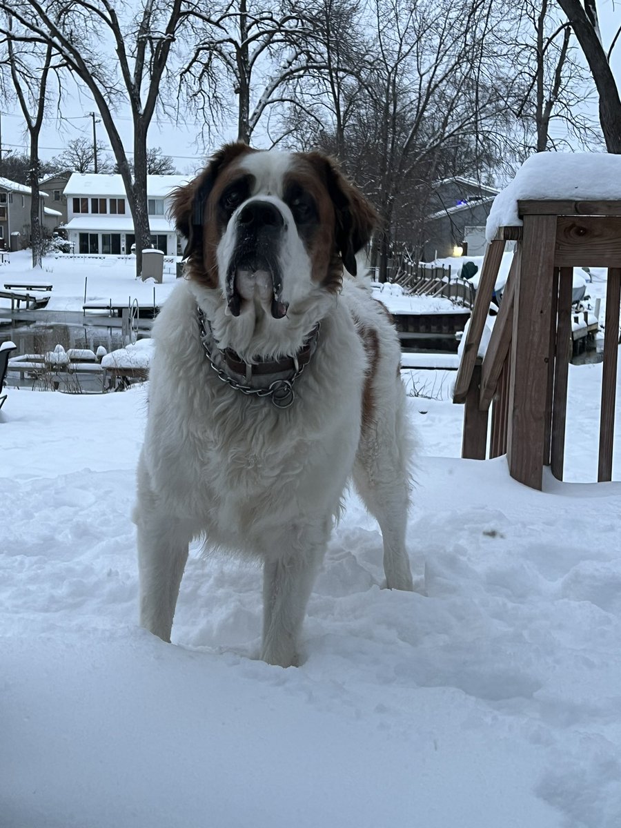 VRon519's tweet photo. Biggie, Balboa and Gillie want you to stay safe, stay hydrated and stay cool #13Listeners #FTDP 
@fredonair @DJNurotic @OnAirKeke @RufioRadio 
Hello @WestLoopTom 
Hope your out of twitter jail @danitatess71 https://t.co/sfDVI5kB7M