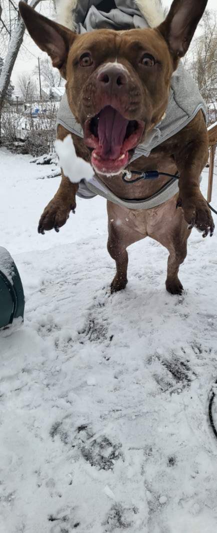 VRon519's tweet photo. Biggie, Balboa and Gillie want you to stay safe, stay hydrated and stay cool #13Listeners #FTDP 
@fredonair @DJNurotic @OnAirKeke @RufioRadio 
Hello @WestLoopTom 
Hope your out of twitter jail @danitatess71 https://t.co/sfDVI5kB7M