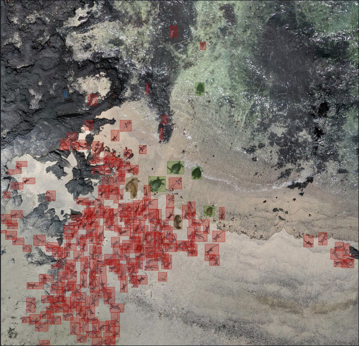 IguanasAbove's tweet photo. We are testing #AI as an accurate approach to identify and count #marineiguanas from #aerialimages. Our main objective is to estimate the population size of this species in a short time and help improving conservation efforts in the Galapagos Archipelago 🦎

#Tech4Wildlife https://t.co/jnH7FmfQXp