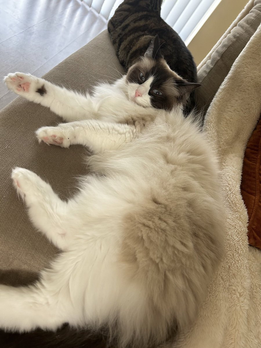 It’s Friday, time to let the floof hang out. #jellybellyfriday #catsoftwitter