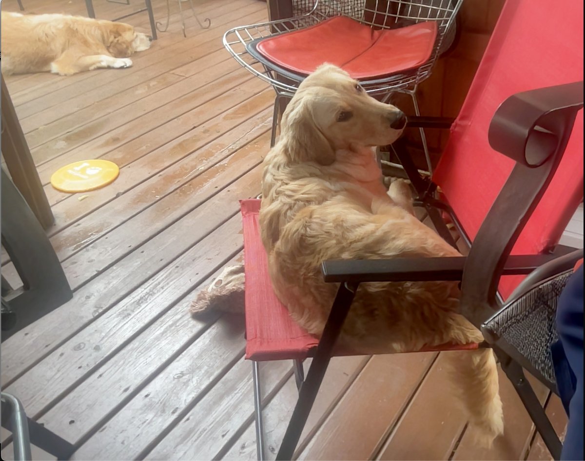 DAY 3: Folding lawn chair seating. (Laptop live video screen capture) #goldenretriever #goldenpuppy #goldenoftheday