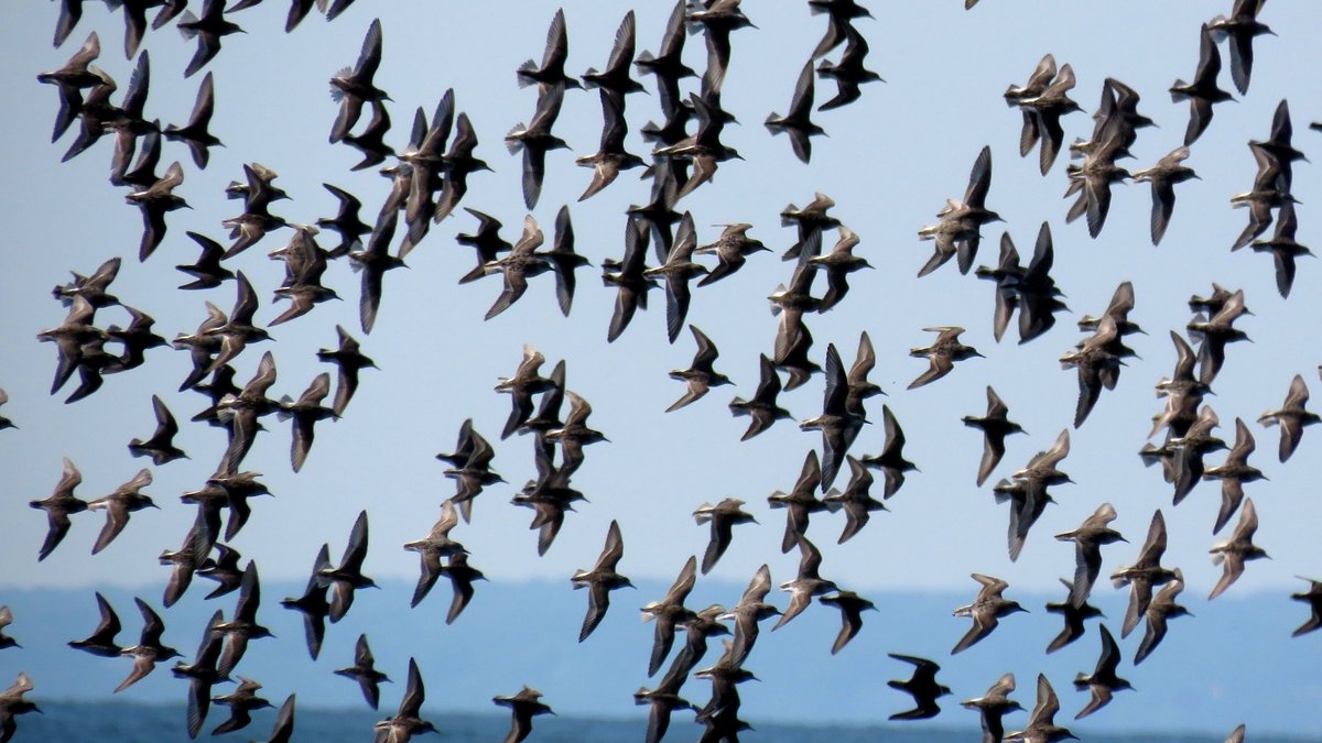 Shorebirds are arriving at Milford Point. It's a great time to view them. But please visit as the tide is dropping &amp; walk below the high tide line. It's for the good of the birds, who are here to feed and rest. ctaudubon.org/2023/07/tips-t…