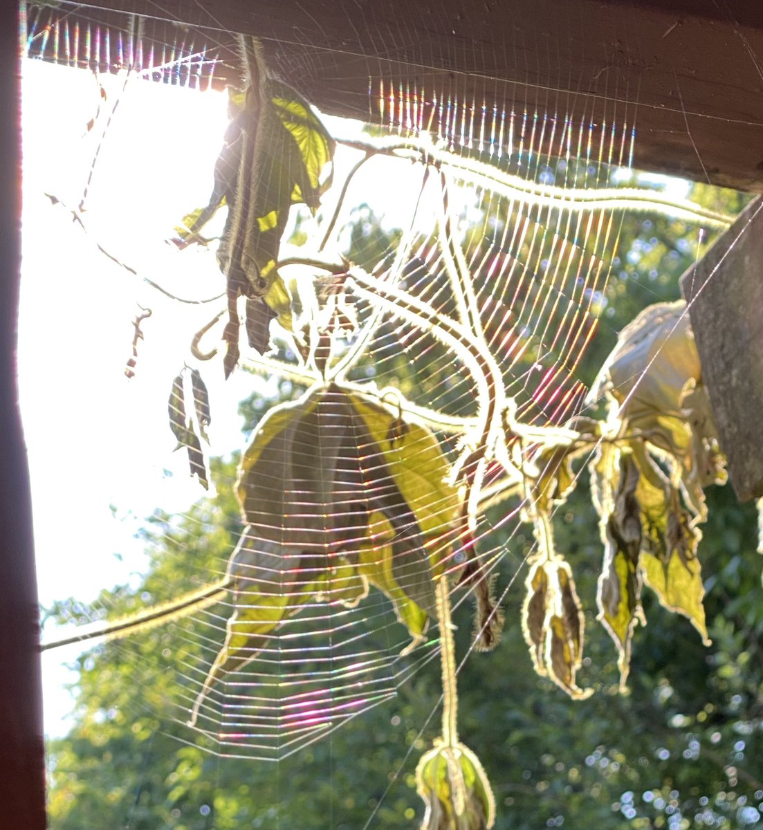 whatsthat's tweet image. 