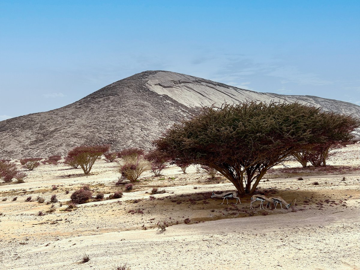 طلوع الشعرى اليمانية (المرزم) غدا إن شاء الله، وطلوعها في شدة الحر. يقول ذو الرمة:
ويوم من الشعرى يظل ظباؤه 
           بسوقِ العضاه عوّذا لا تبرّح
وقال مضرس بن ربعي الأسدي: 
ويومٍ من الشِعرى كأنّ ظِباءَه
      كواعبُ مقصورٌ عليها ستورُها