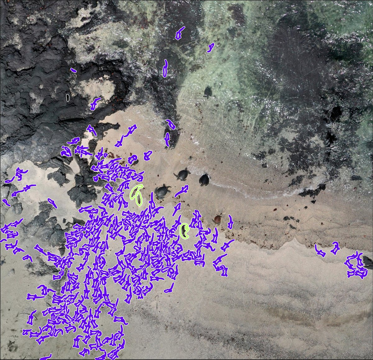 We are testing #AI as an accurate approach to identify and count #marineiguanas from #aerialimages. Our main objective is to estimate the population size of this species in a short time and help improving conservation efforts in the Galapagos Archipelago 🦎

#Tech4Wildlife