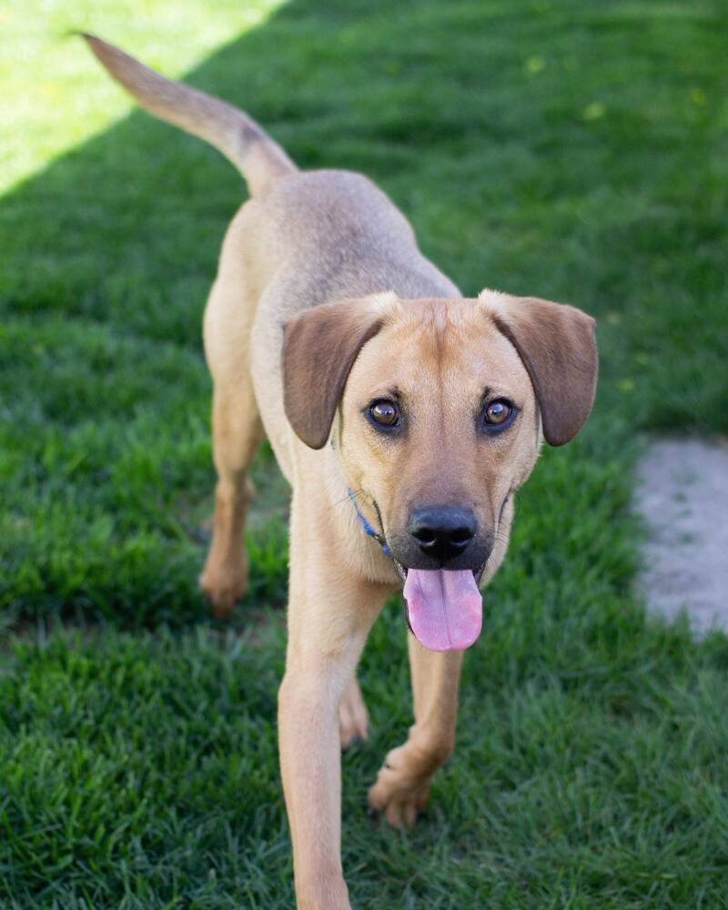 Bixby is a 30lb, 1 year old shepherd mix! He’s ready for his furever home &amp; can’t wait to meet you! Adopt him at: rescueofhope.com/adoption-appli… 

#adopt #adoptdontshop #untiltherearenone #goodboy #dogsofgr