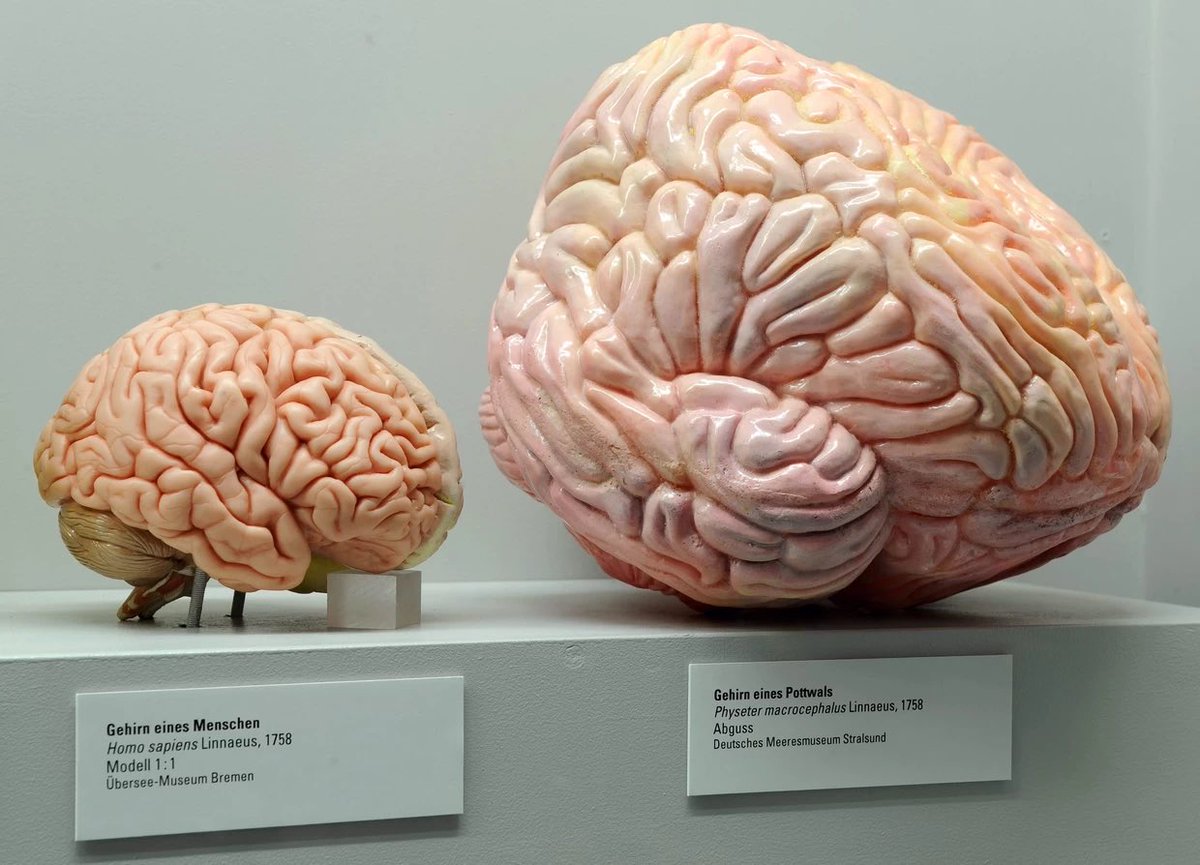 Wist je dat… De potvis het dier is met het zwaarste brein? Het brein van de potvis is ongeveer 8 kg, terwijl dat van een mens 1,0-1,5 kg is. #funfactfriday 

Foto: EPA