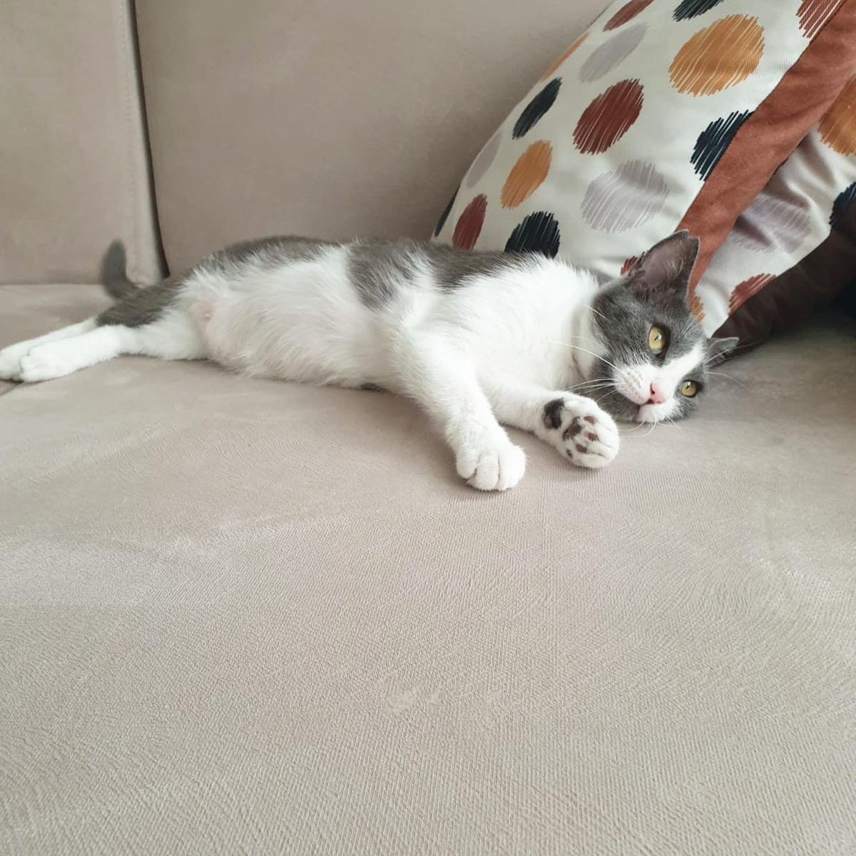 patiligul's tweet photo. İzmir
2 yaşındaki kısır kızıma ömürlük yuvasını arıyorum. Aşıları tam, çipli. 
1,5 yıl önce yuvalandığı evden, sahibi hamile kaldığı için geri vermek istediler. Benim geri almamı beklemeden sokağa kaçtığını söylediler. 5 hafta sonra buldum yavrumu sokaktan. Sağlıklı çok şükür 🙏 https://t.co/kuQPcpwlhK