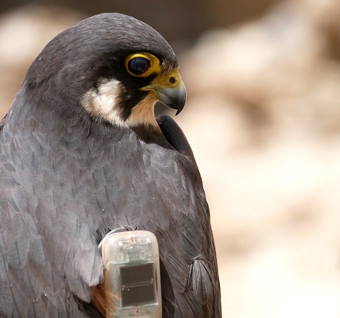 AntikythiraBird's tweet photo. Tina, Toula, Takis and Sifis are #Eleonorasfalcons that @ornithologiki and @upatras are currently tracking. More tags that are to be deployed at @AntikythiraBird will help us understand more in detail the sp. habitat selection during pre-breeding period. https://t.co/AEdjUhNScJ