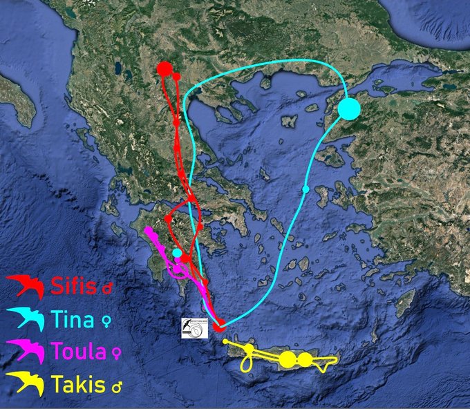 AntikythiraBird's tweet photo. Tina, Toula, Takis and Sifis are #Eleonorasfalcons that @ornithologiki and @upatras are currently tracking. More tags that are to be deployed at @AntikythiraBird will help us understand more in detail the sp. habitat selection during pre-breeding period. https://t.co/AEdjUhNScJ