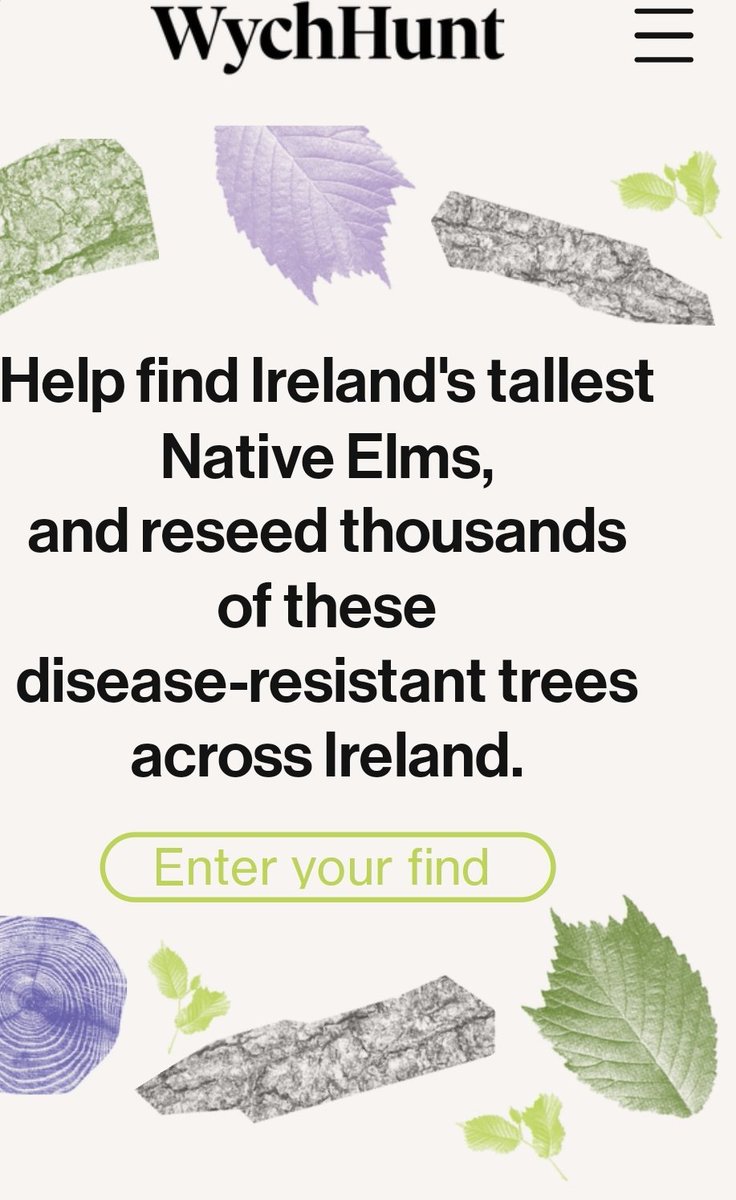 Its time to get serious about bringing back our native Wych Elm - so we're kicking off a Wych hunt!

If you know of any large surviving Elms, please let us know :

Wych-hunt.ie