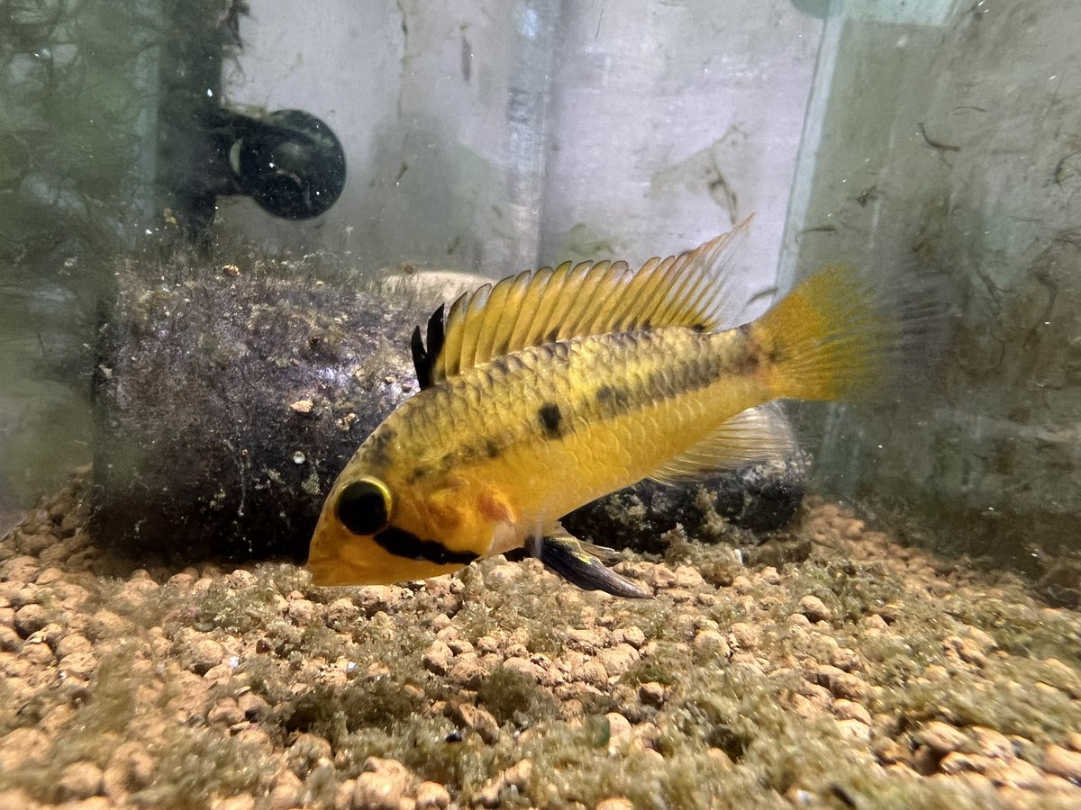 D63のF1。水槽がちょうど1本あいたので、一腹目の8匹を移動しようかと。たぶん親と一緒だともう大きくならないかなって😊
AP.sp.D63

aquarium.blogmura.com/apistogramma/r…

#毎日アピスト #キンメの毎日　#アピスト
#水草 #熱帯魚